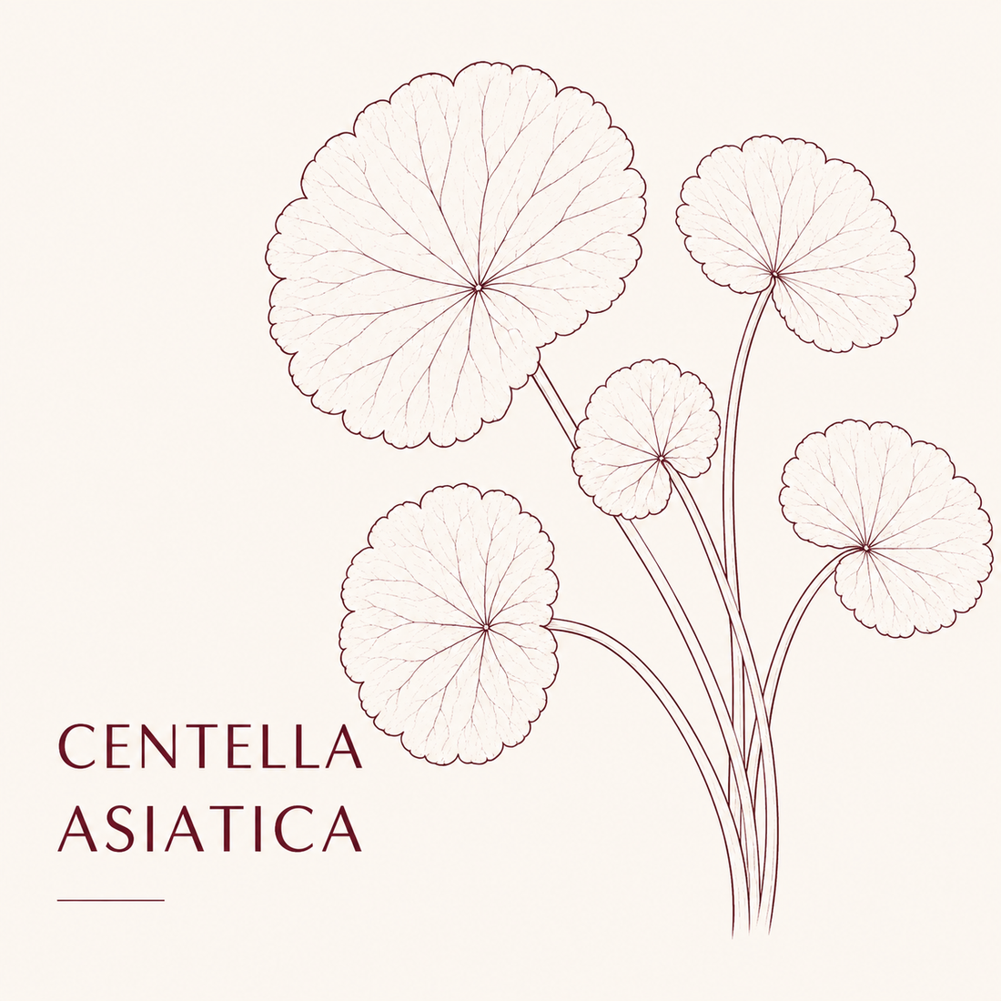 Centella Asiatica nella skincare: cos’è, benefici e perché tutti parlano di Cica